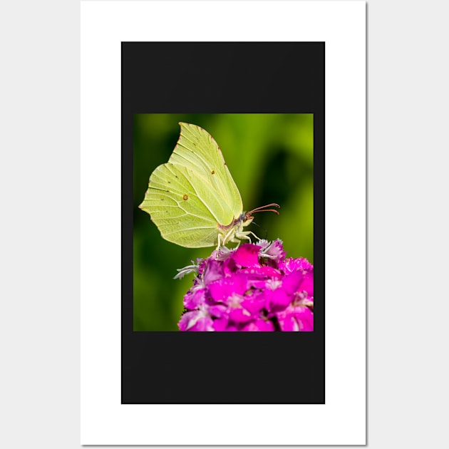 Butterfly taking a snack Wall Art by mbangert